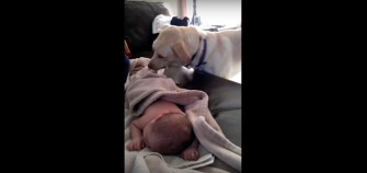 Dog catches the baby napping without a blanket. What he does