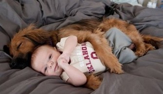 Dogs Protecting Babies