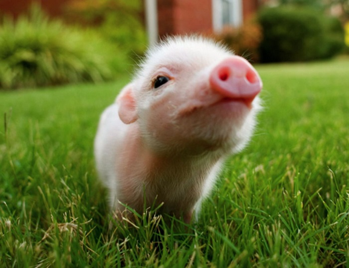 Mini-pig