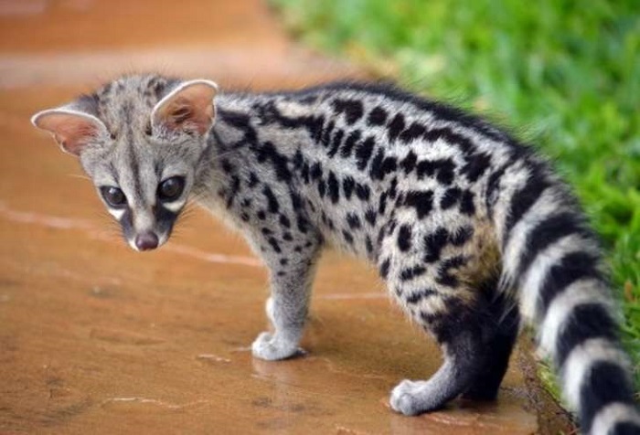 Spotted-Genet